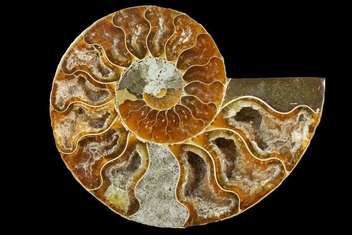 Cut & Polished Ammonite Fossil (Half) - Agate Replaced #146140